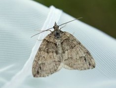 Rustbuskmåler (Hydriomena ruberata)