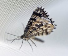 Rutemåler (Chiasmia clathrata)