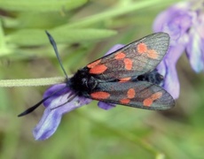 Seksflekket bloddråpesvermer (Zygaena filipendulae)