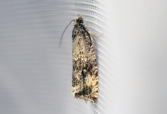 Olivenprydvikler (Celypha lacunana)