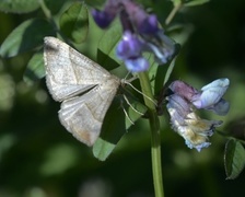 Neslenebbfly (Hypena proboscidalis)