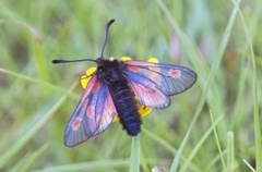 Fjellbloddråpesvermer (Zygaena exulans)