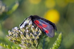 Fjellbloddråpesvermer (Zygaena exulans)