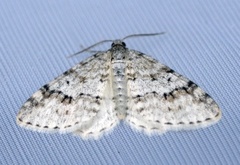 Rognemåler (Venusia cambrica)