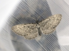 Furudvergmåler (Eupithecia indigata)