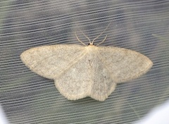 Blåbærurtemåler (Scopula ternata)