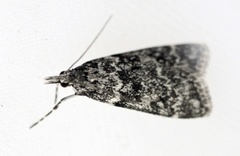 Skogmosemott (Eudonia lacustrata)