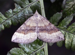 Brun bakkemåler (Scotopteryx chenopodiata)