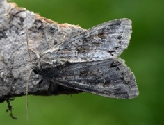 Vinkelhakefly (Polia bombycina)