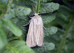 Brungult gressfly (Mythimna impura)