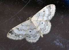 Randengmåler (Idaea biselata)