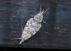 Barkmosemott (Eudonia truncicolella)