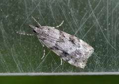 Skogmosemott (Eudonia lacustrata)