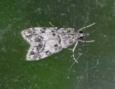 Skogmosemott (Eudonia lacustrata)