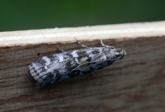 Grankonglesmalmott (Dioryctria abietella)