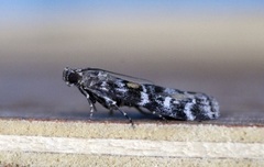 Grankonglesmalmott (Dioryctria abietella)