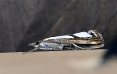 Treflekket nebbmott (Catoptria permutatellus)