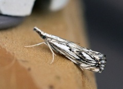 Klippenebbmott (Catoptria falsella)