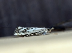 Klippenebbmott (Catoptria falsella)