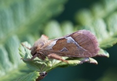 Rød roteter (Triodia sylvina)