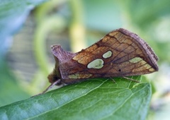 Kortstreket metallfly (Plusia putnami)