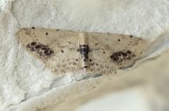 Flekkengmåler (Idaea dimidiata)