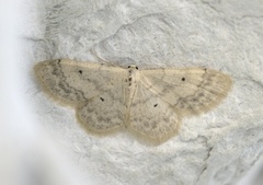 Randengmåler (Idaea biselata)