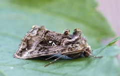 Fiolettbrunt metallfly (Autographa pulchrina)