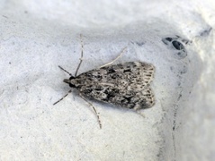 Barkmosemott (Eudonia truncicolella)