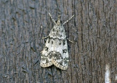 Skogmosemott (Eudonia lacustrata)