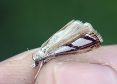Treflekket nebbmott (Catoptria permutatellus)