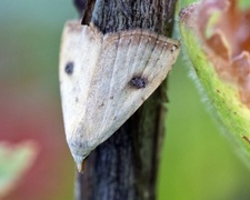 Gult nebbfly (Rivula sericealis)