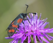 Seksflekket bloddråpesvermer (Zygaena filipendulae)