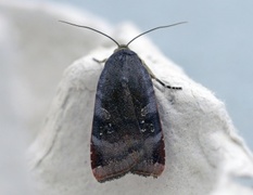 Fiolett båndfly (Noctua janthe)