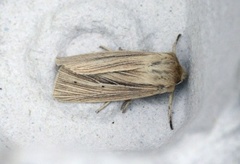 Brungult gressfly (Mythimna impura)