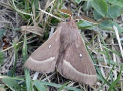 Kløverspinner (Lasiocampa trifolii)