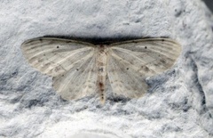 Flekkengmåler (Idaea dimidiata)