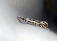 Klippenebbmott (Catoptria falsella)