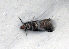 Rognesmalmott (Acrobasis advenella)