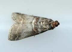 Rognesmalmott (Acrobasis advenella)