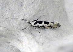 Ypsolopha sequella