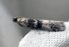 Askesmalmott (Euzophera pinguis)