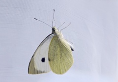 Stor kålsommerfugl (Pieris brassicae)