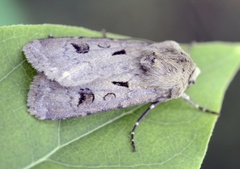 Åkerjordfly (Agrotis exclamationis)