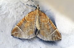 Krattbærmåler (Eulithis testata)