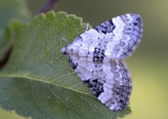 Flekklundmåler (Perizoma blandiata)