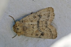 Brunt urtefly (Caradrina morpheus)