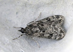 Barkmosemott (Eudonia truncicolella)