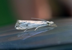 Klippenebbmott (Catoptria falsella)