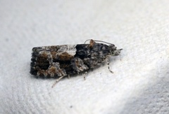 Engprydvikler (Celypha cespitana)